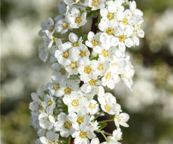 Spiraea x cinerea