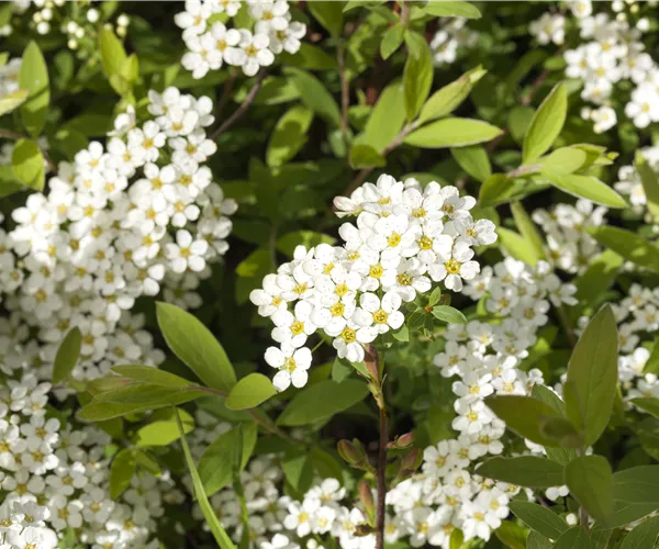 Spiraea x cinerea 'Grefsheim'