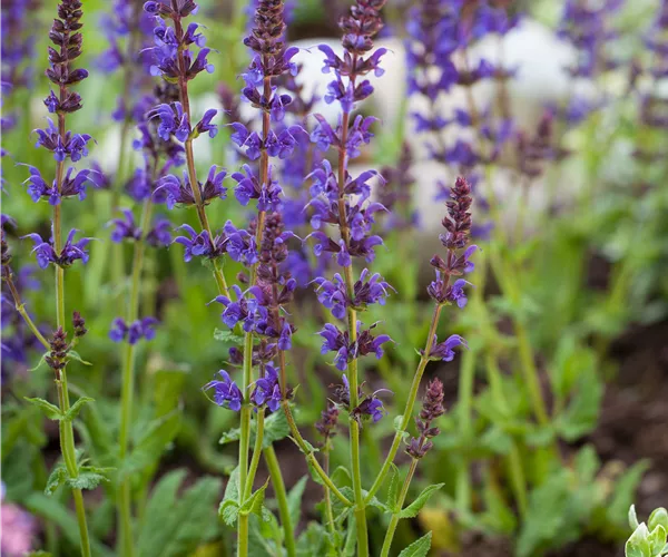 Salvia nemorosa 'Ostfriesland'