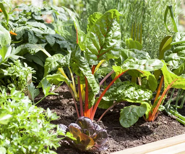 Frisches und leckeres Gemüse aus dem eigenen Garten