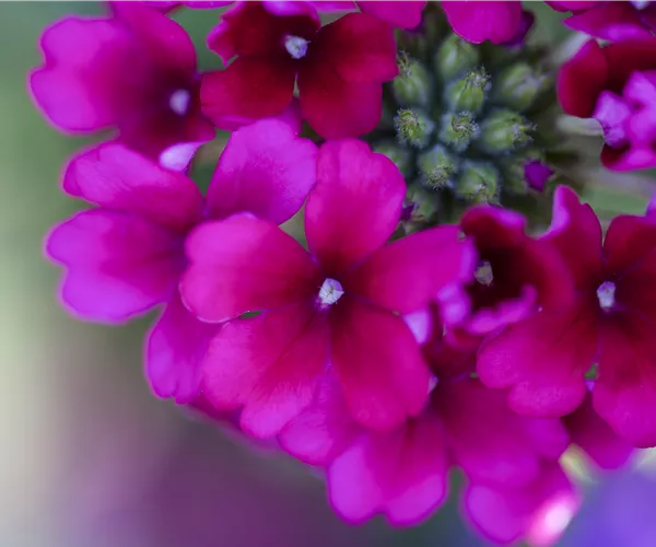 Verbena Hybride
