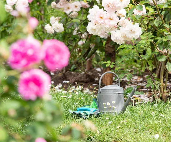 Bewässerungsanlagen im Garten – entspannt sitzen statt schwitzen