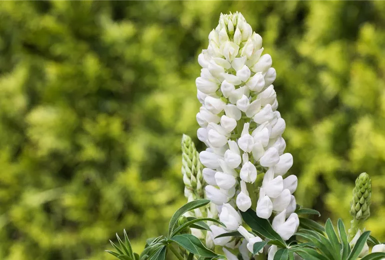 Lupinus polyphyllus, weiß
