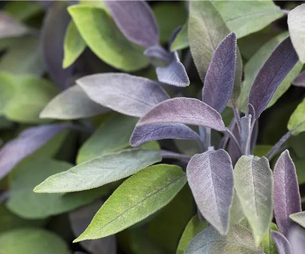 Salvia officinalis 'Purpurea'