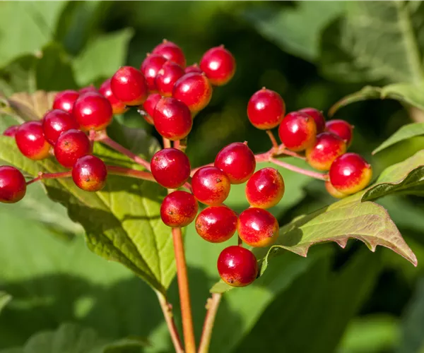 Viburnum opulus