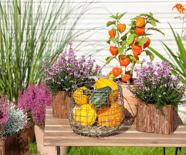 Mit der Lampionblume den Garten festlich schmücken