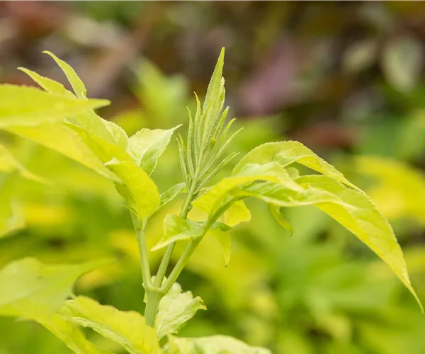 Sambucus canadensis 'Aurea'