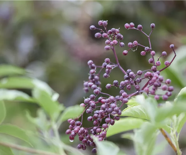 Sambucus nigra