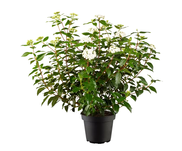 Viburnum tinus 'Eve Price'