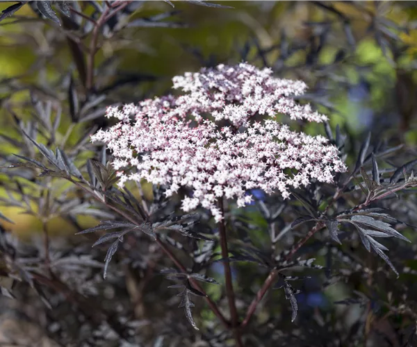 Sambucus nigra 'Black Lace'(s)
