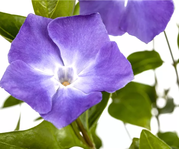 Vinca major