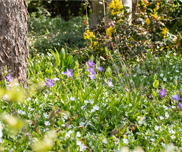 Bodendeckende Stauden für eine flächige Begrünung
