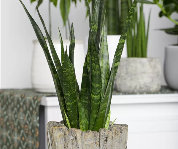 Sansevieria trifasciata