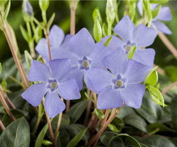 Vinca minor