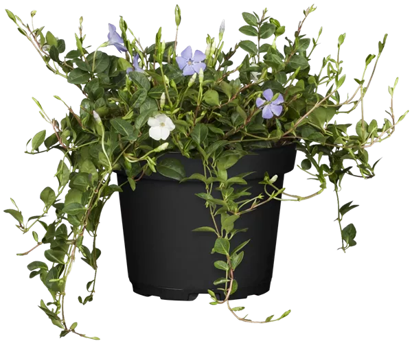 Vinca minor 'Tricolour'