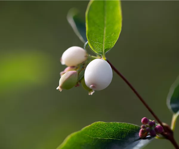 Symphoricarpos albus