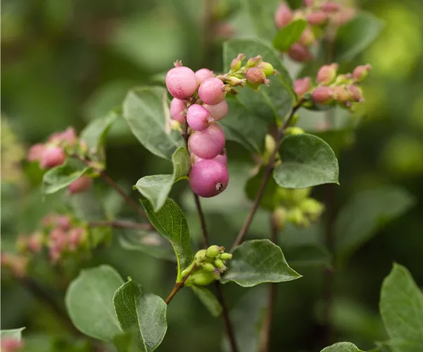 Symphoricarpos x doorenbosii