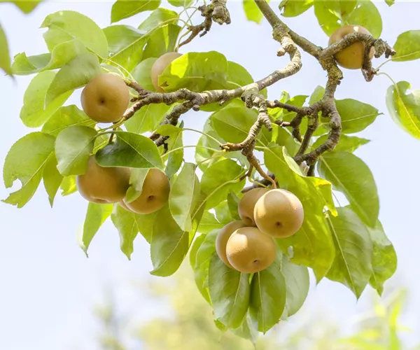 Der Obstgarten – viele Leckereien für große und kleine Naschkatzen