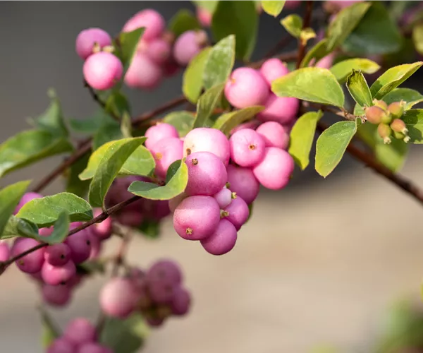 Symphoricarpos x doorenbosii 'Mother of Pearl'