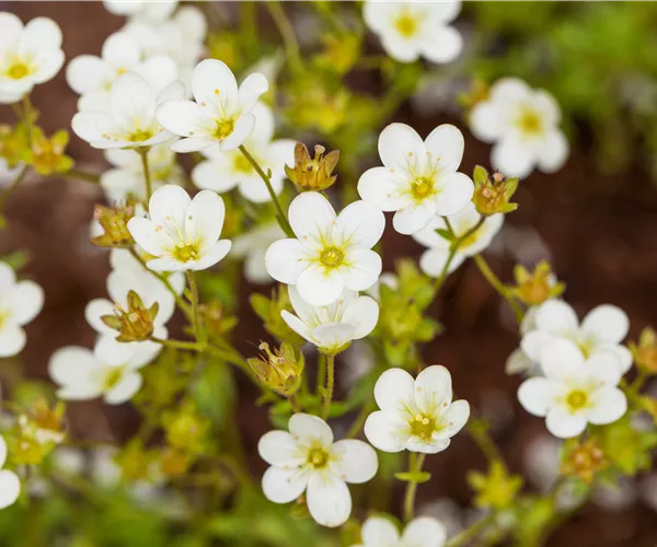 Saxifraga 'Touran'