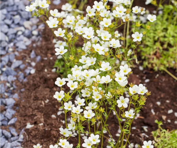 Saxifraga x arendsii