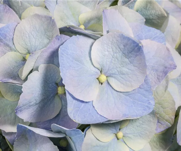 Die Blaublü(h)ter unter den Hortensien