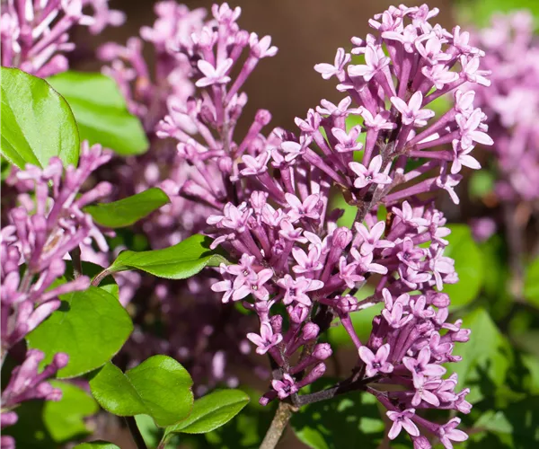 Syringa meyeri 'Palibin'