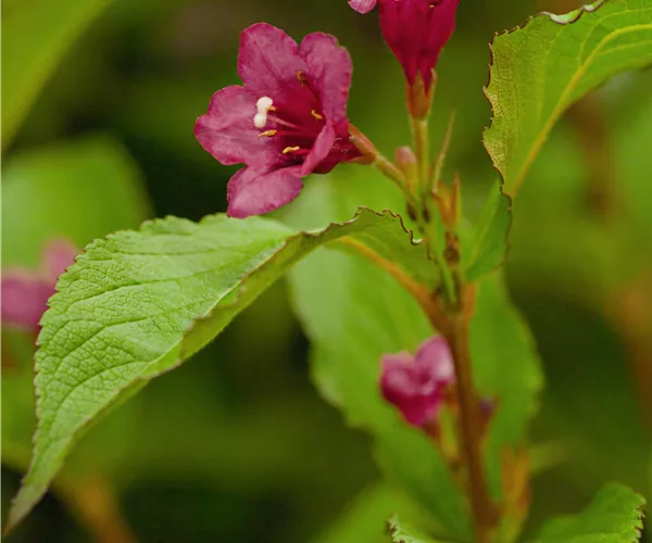 Weigela 'Bristol Ruby'®