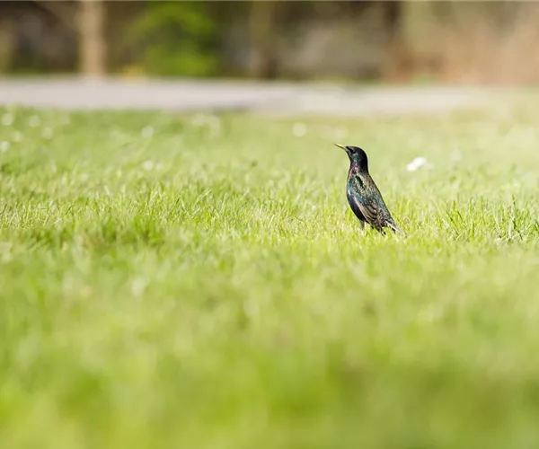 Von der Schule in den Garten – wo Rollrasen herkommt