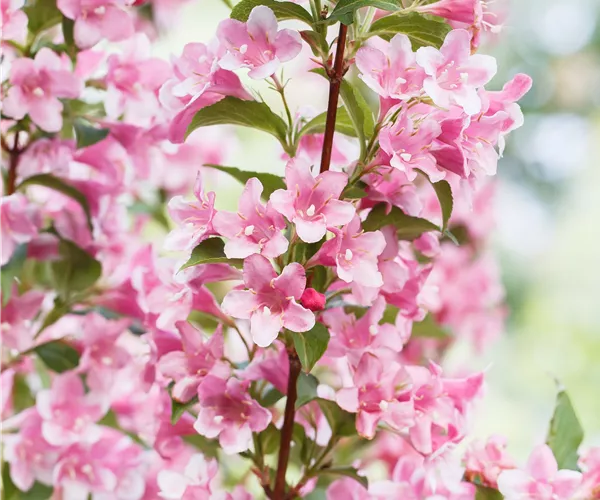 Weigela florida