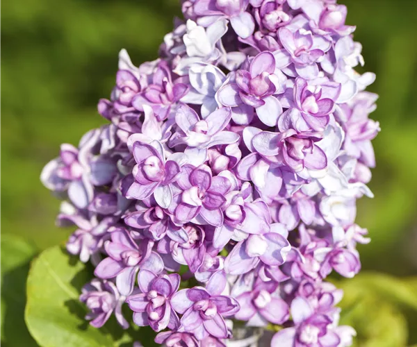 Syringa vulgaris