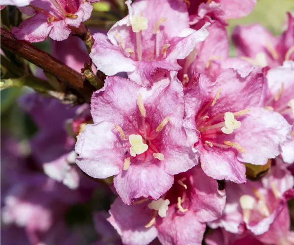 Weigela florida 'Nana Variegata'