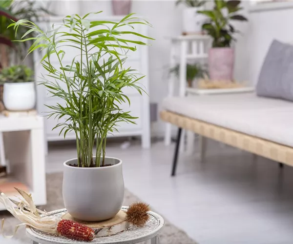 Wie versorge ich Zimmerpflanzen während eines kurzen Urlaubs?