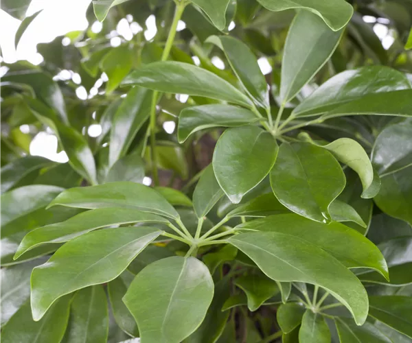 Schefflera arboricola