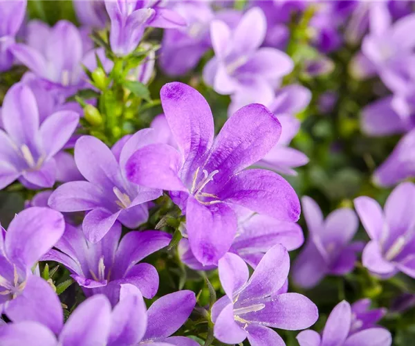 Die Glockenblume: die Vielfalt in einer Pflanze