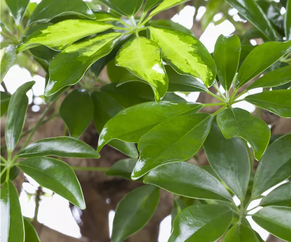 Schefflera arboricola 'Gold Capella'
