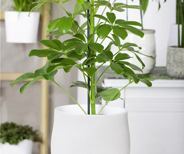 Schefflera arboricola 'Nora'