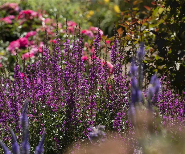 Wellness im eigenen Garten - Oasen schaffen
