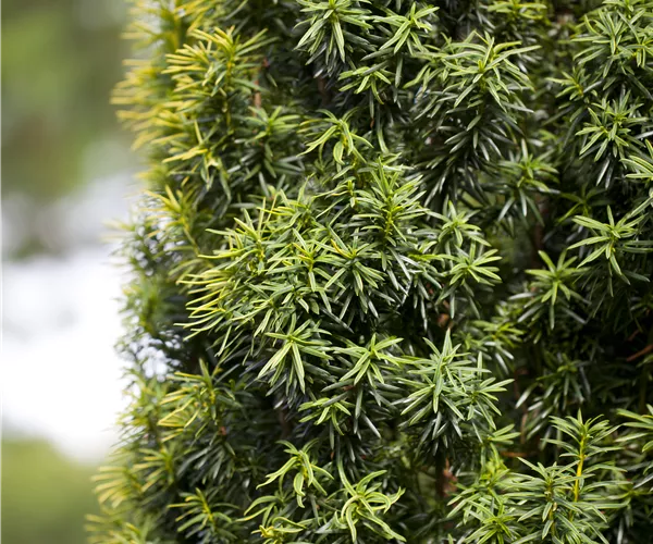 Taxus baccata