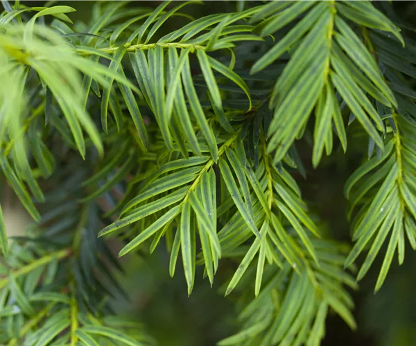 Taxus baccata 'Aurea'
