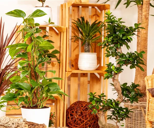 Pflanzen-Giganten mit Stil und Charme