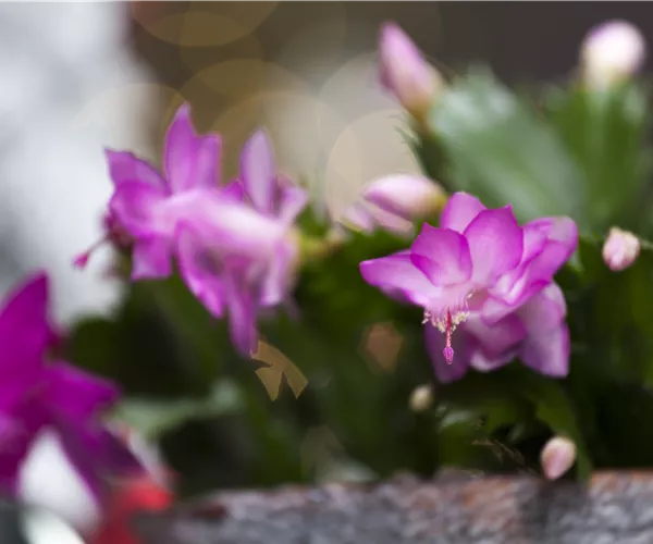 Schlumbergera bridgesii