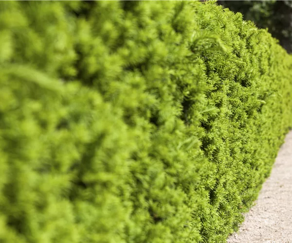 Taxus x media 'Hicksii'