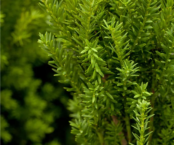 Taxus x media 'Hillii'