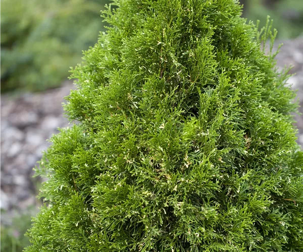 Thuja occidentalis