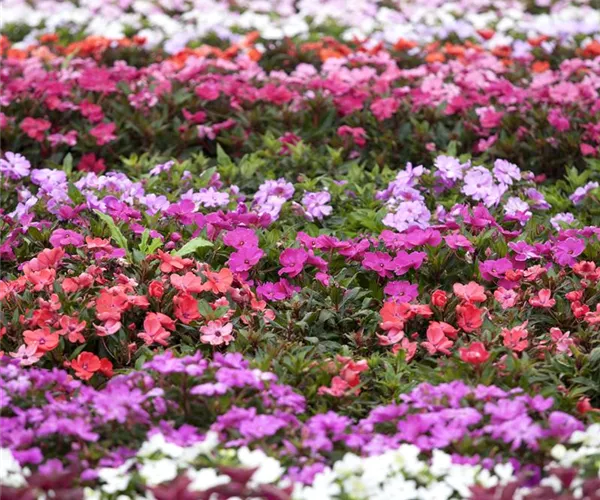 Begonien – tropische Blütenpracht in Haus und Garten