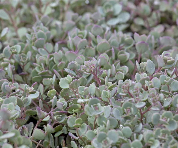 Sedum cauticola
