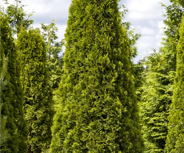 Thuja occidentalis 'Smaragd'