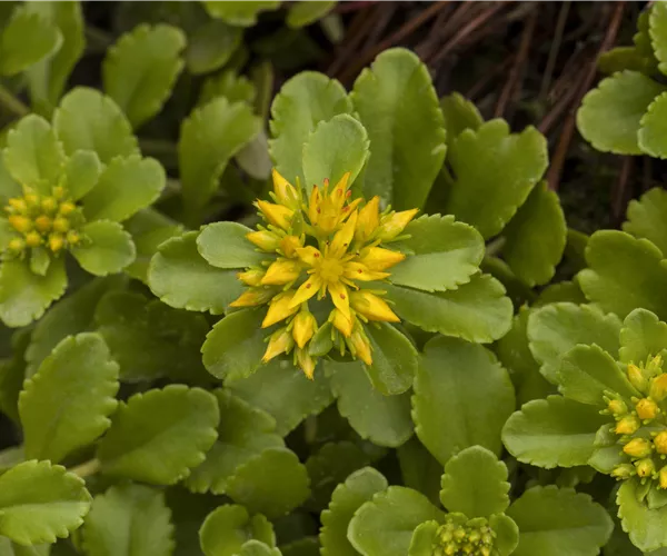 Sedum floriferum 'Weihenstephaner Gold'