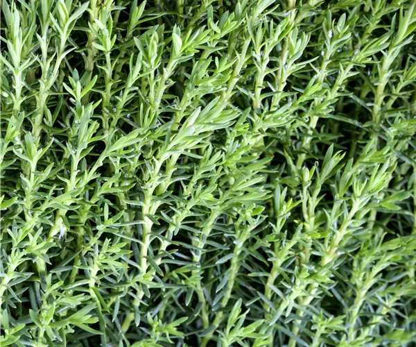 Thuja occidentalis 'Teddy'